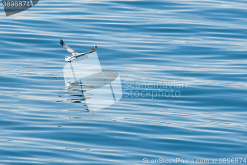 Image of Seagull flying just above the water