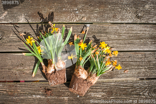 Image of Withered daffodils on wooden background