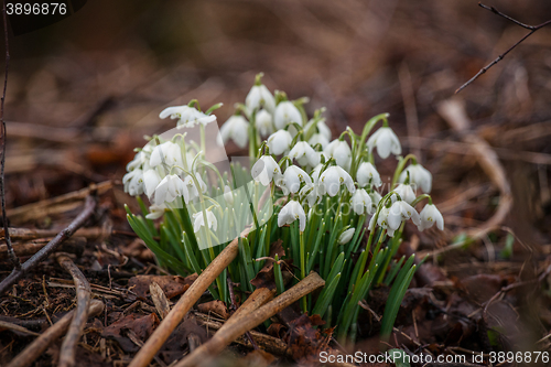 Image of Springtime with snowdrop flowers