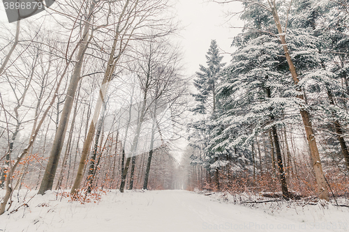 Image of Snow on the trees in a forest