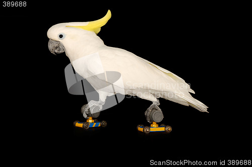 Image of Parrot is running on roller skates