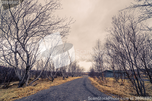 Image of Birch trees at a black gravel path