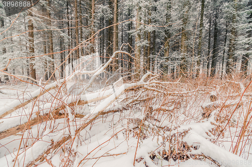 Image of Branches covered with snow in the forest