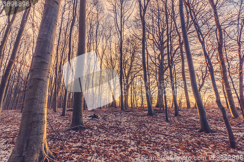 Image of Sunrise in the forest at wintertime