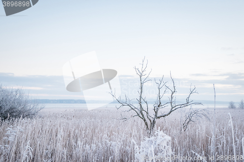 Image of Forsty tree by the water