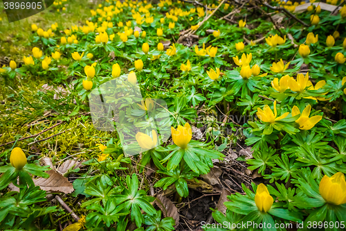 Image of Springtime eranthis flowers in a garden