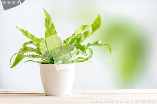 Image of Green plant in a white flowerpot