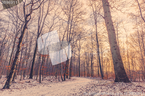 Image of Forest at wintertime in the sunrise