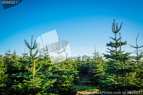 Image of Christmas trees at a pine plantation