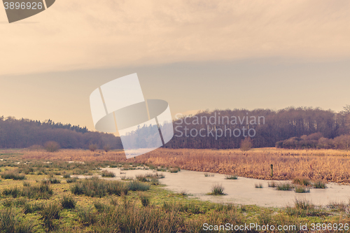 Image of Flooded field with grass