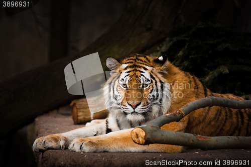 Image of Tiger resting on a rock