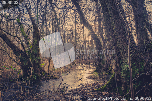 Image of Forest with a frozen river