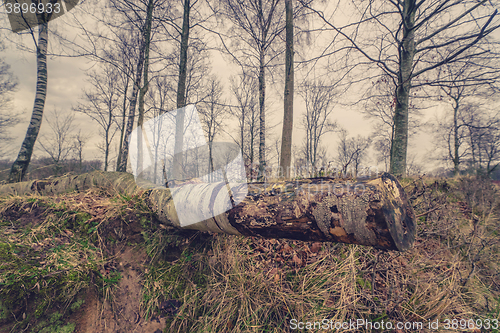 Image of Birch tree on the ground