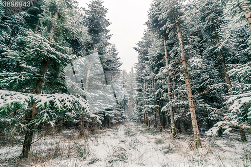 Image of Pine trees covered with snow in a forest