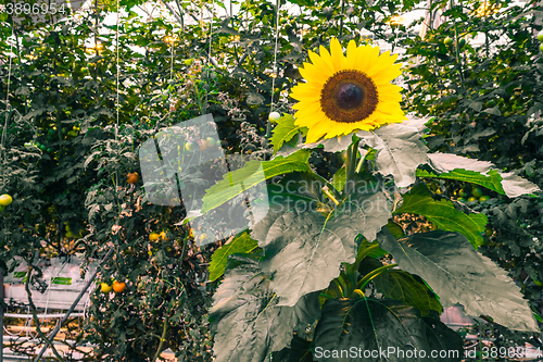 Image of Sunflower in a greenery