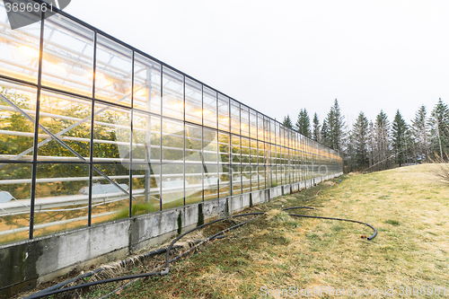 Image of Large greenhouse with green plants