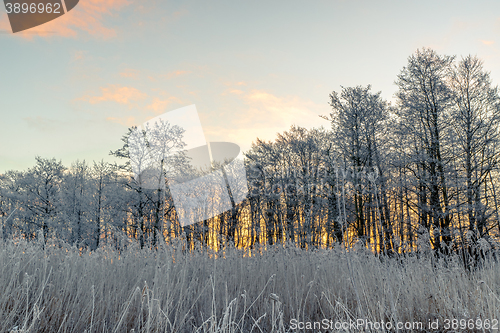 Image of Trees in the morning sunrise in the winter