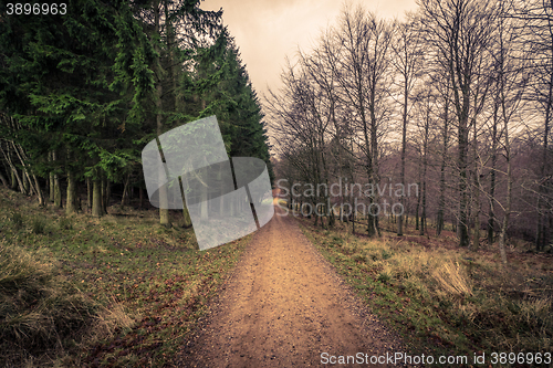 Image of Road in a forest at dawn