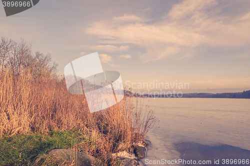 Image of Reeds by a frozen lake