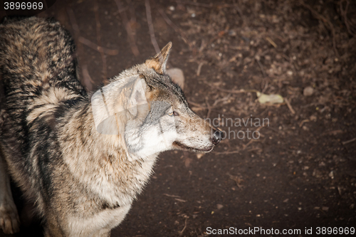 Image of Grey wolf in a forest in autumn