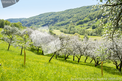 Image of blooming apple trees