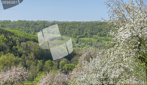 Image of blooming apple trees