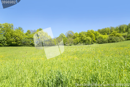 Image of rural springtime scenery