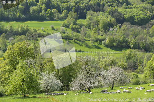 Image of blooming apple trees