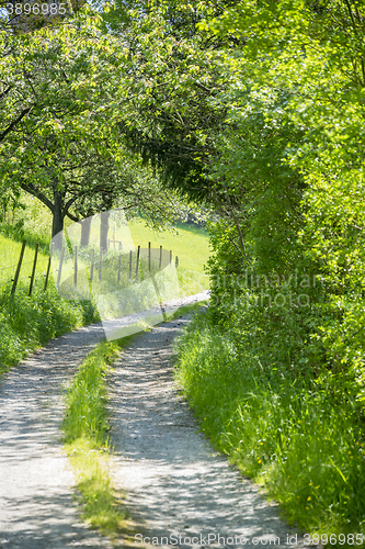 Image of field path at spring time