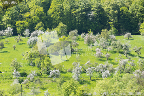 Image of blooming apple trees