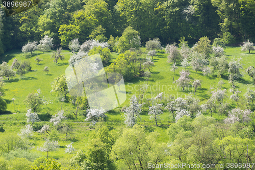 Image of blooming apple trees