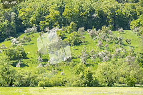 Image of blooming apple trees