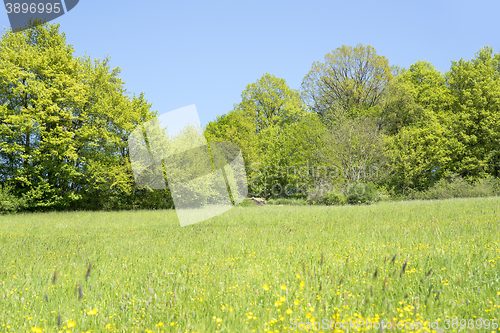 Image of rural springtime scenery