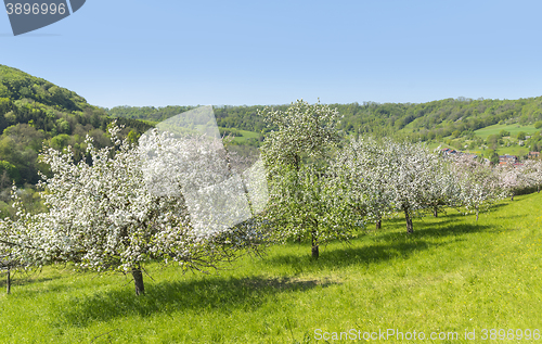 Image of blooming apple trees