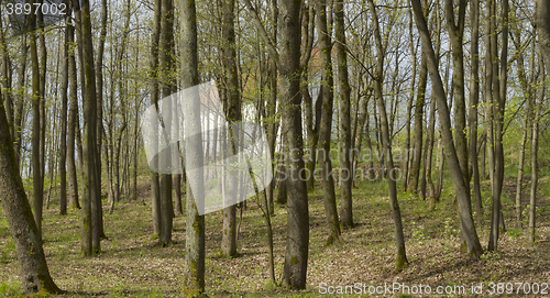 Image of Spring in the forest