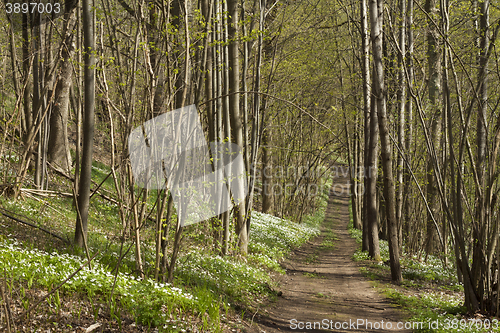 Image of Sping in the forest