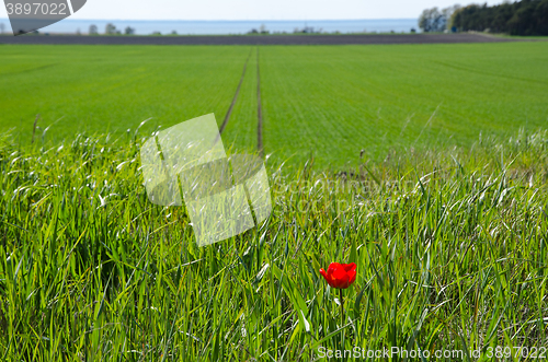 Image of Stand alone - Red tulip in green grass