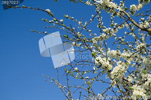 Image of Spring with plum tree blossom