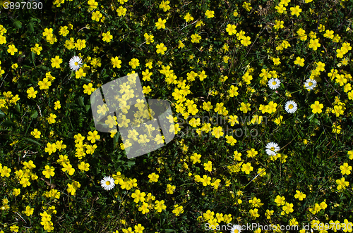 Image of Yellow and white flowers all over the ground