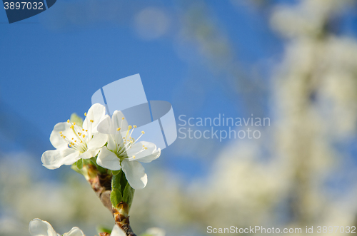 Image of Plum tree flowers