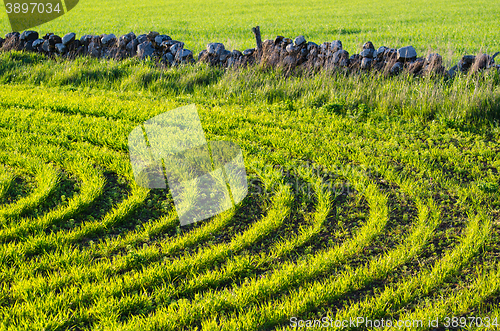 Image of Green sunlit corn rows