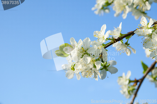 Image of Plum tree blossom