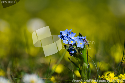 Image of Sunlit blue spring flower