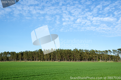 Image of Green rural view