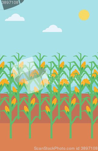 Image of Background of corn field.