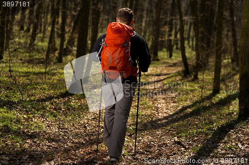 Image of Male hiker looking to the side walking in forest