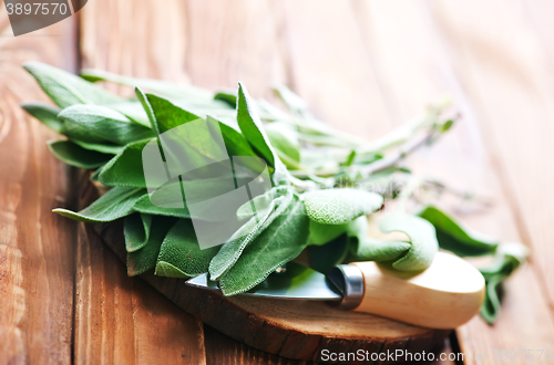 Image of fresh sage