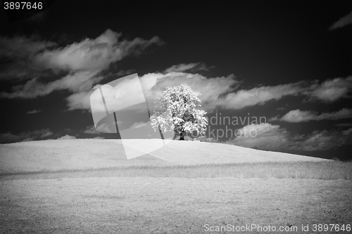 Image of lonely tree with infrared filter