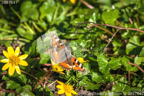 Image of Aglais urticae butterfly in a garden