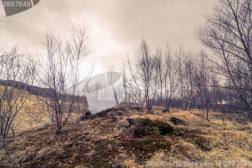 Image of Birch trees on a meadow